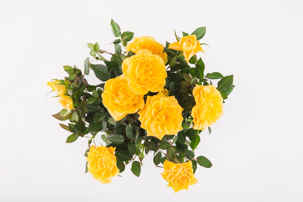 yellow roses by freepik