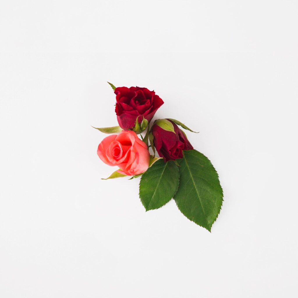 red roses by freepik